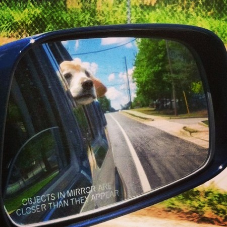 CAUTION: DOG IN MIRROR MAY BE HAPPIER THAN APPEARS