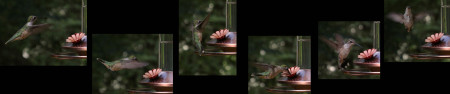 hummingbird-sequence