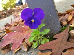 violet-at-hc-2011-10-21-nsc-iPhone4S.jpg