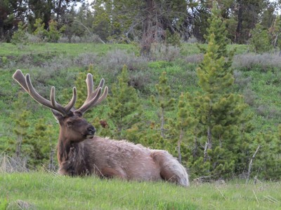 6-517_elk