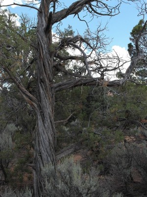 Twisted Juniper