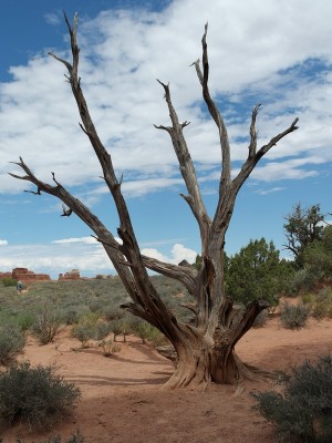 Dead Tree at Sand Dune Arch