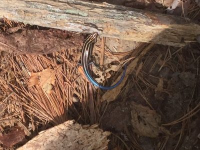 5-lined skink with blue tail