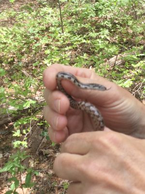 Baby Ratsnake with checkerboard belly