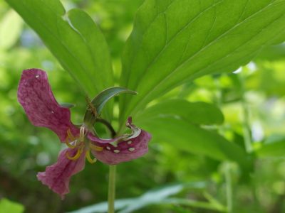 Trillium