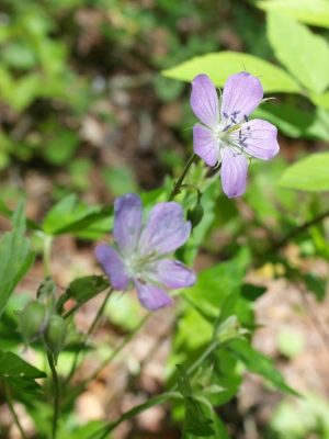 purple flower