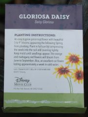 Disney daisy seed instructions