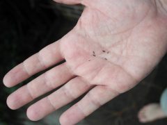 Gloriosa daisy seeds