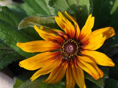 Gloriosa daisy opening