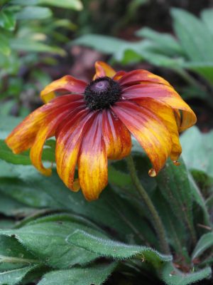 Gloriosa daisy mature