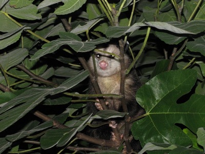 opossumfig.jpg