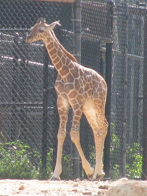 giraffe2.jpg