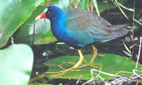 purpgallinule2sm.jpg