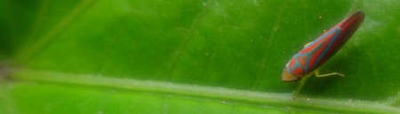 leaf-hopper-1000x288.jpg