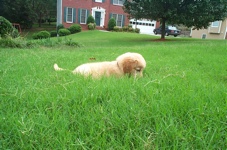 Hunting Bugs in the Tall Grass