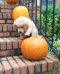 Mouth Full O' Pumpkin