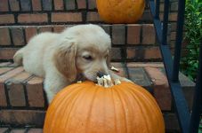 This Pumpkin Smells a Bit Ripe