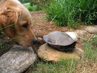 turtle-and-clyde.JPG