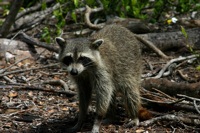 Raccoon