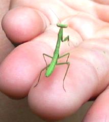 TinyMantis2.JPG