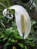 med-Visoflora-spathiphyllum-1105.jpg