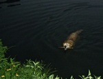 clyde-night-swim.jpg