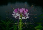 flower-night-holly-lake.jpg