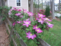 vine-on-old-fence.JPG